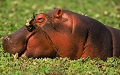  afrique du sud 
 hippopotame 
 parc kruger 